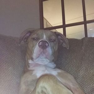 Meet your Posher, Lucas